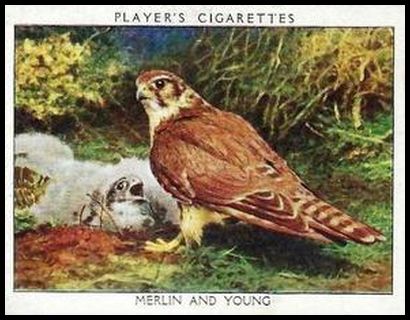 34PWBL 12 Merlin and Young.jpg